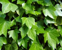 Ivy