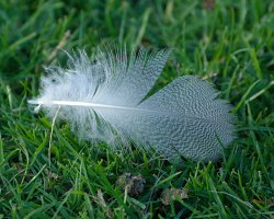 Down feather