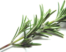 How can I reuse or recycle … dried branches of rosemary?