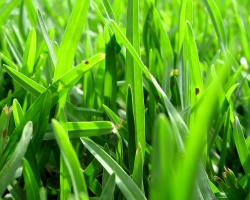 Grass