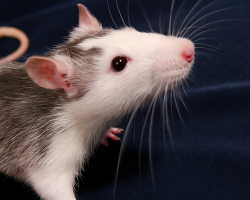 A pet rat