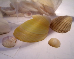 Seashells