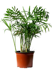 a plantpot