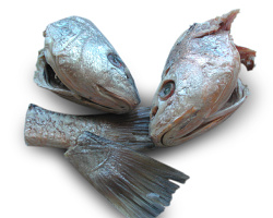 fish-heads