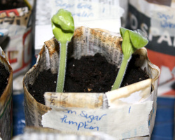 newspaper-seedlings