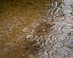 rain-puddle