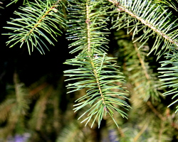 christmas-tree-needles