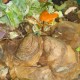 How can I reduce food waste while eating out?