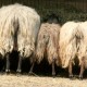 How can I reuse or recycle a sheep fleece?