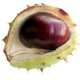 How can I reuse or recycle conkers?