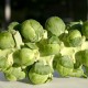 How can I reuse or recycle Brussels Sprout stalks/stems?