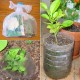 Recycling plastic bottles in the garden: reuse it all!