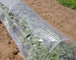 What Can I Reuse Or Recycle To Make Garden Cloches Row Covers