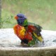 What can I reuse or recycle to make a bird bath?