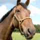 How can I reuse or recycle horse hair?